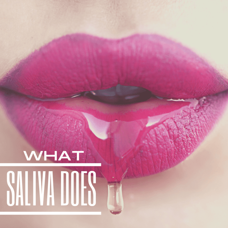 What Saliva Does
